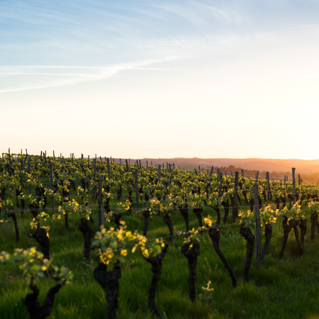 C'est le terroir! Weine aus Frankreich C'est le terroir! Weine aus Frankreich