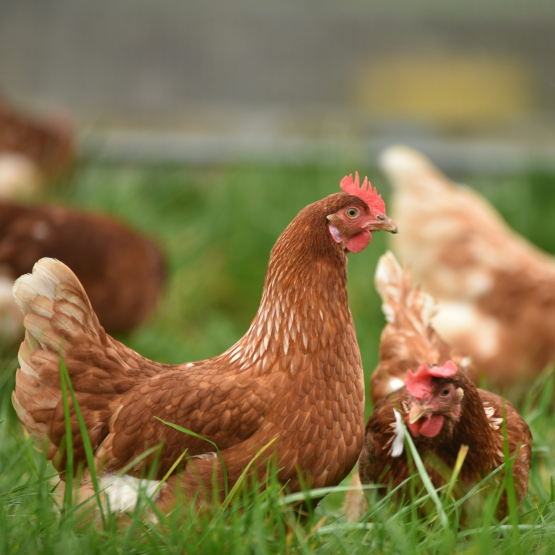 Das ganze Hähnchen Das ganze Hähnchen