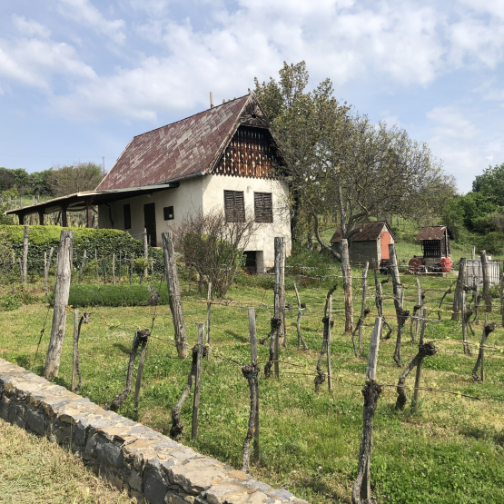 Die unentdeckten Weine Ungarns � Thursday, April 30, 2026 at 20 h