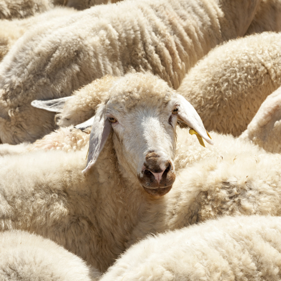 K�seschule Special: Let it b��� � Thursday, June 25, 2026 at 20 h