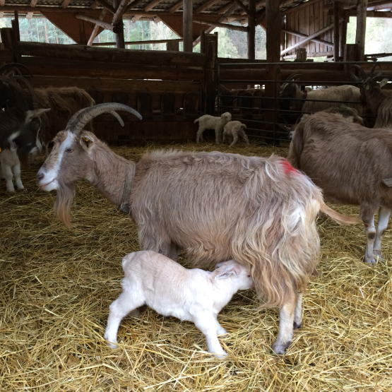 K�seschule Special: Let it mecker � Donnerstag, 7. Mai 2026 um 20 Uhr