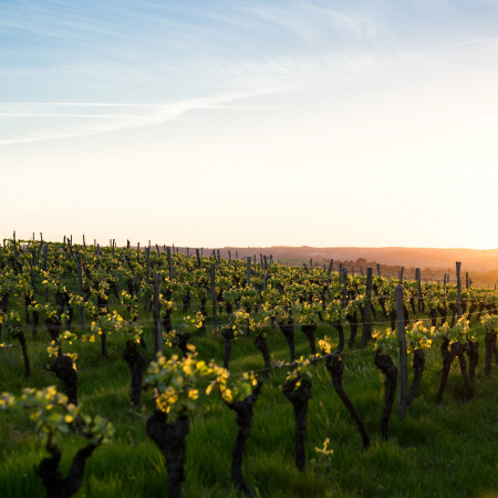 C'est le terroir! Weine aus Frankreich » Donnerstag, 5. Juni 2025 um 20 Uhr
