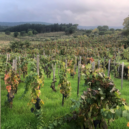 Italiens Weinregionen: Vom Friaul bis Sizilien » Mittwoch, 24. August 2022 um 19 Uhr