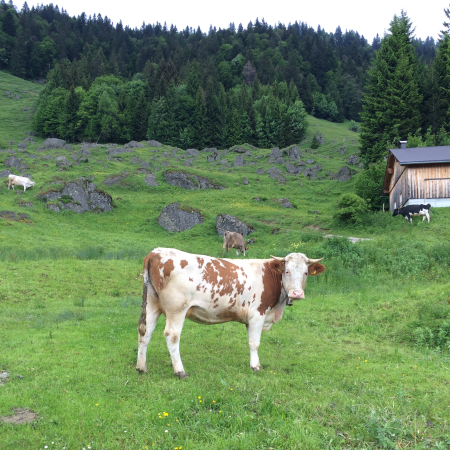 K�seschule Special: K�se aus den Alpen � Donnerstag, 17. September 2026 um 20 Uhr